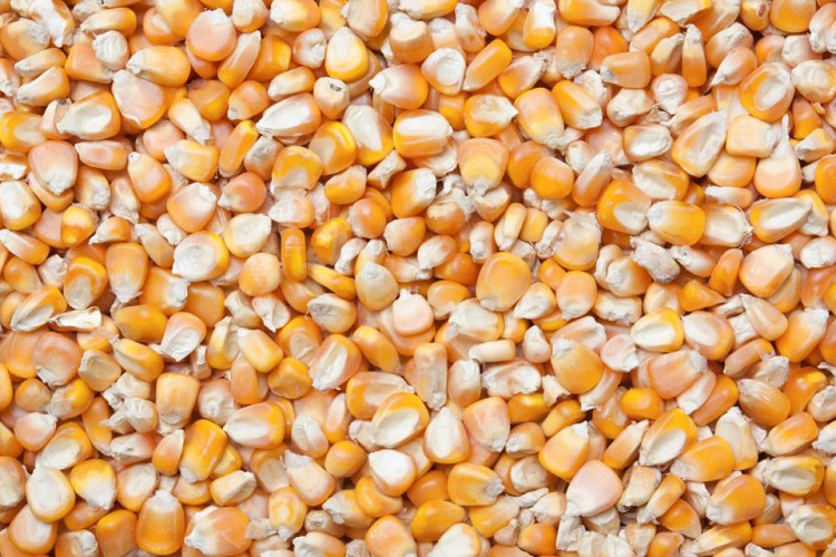 1527156008994902.jpg 玉米干燥.jpg